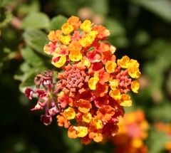 Lantana