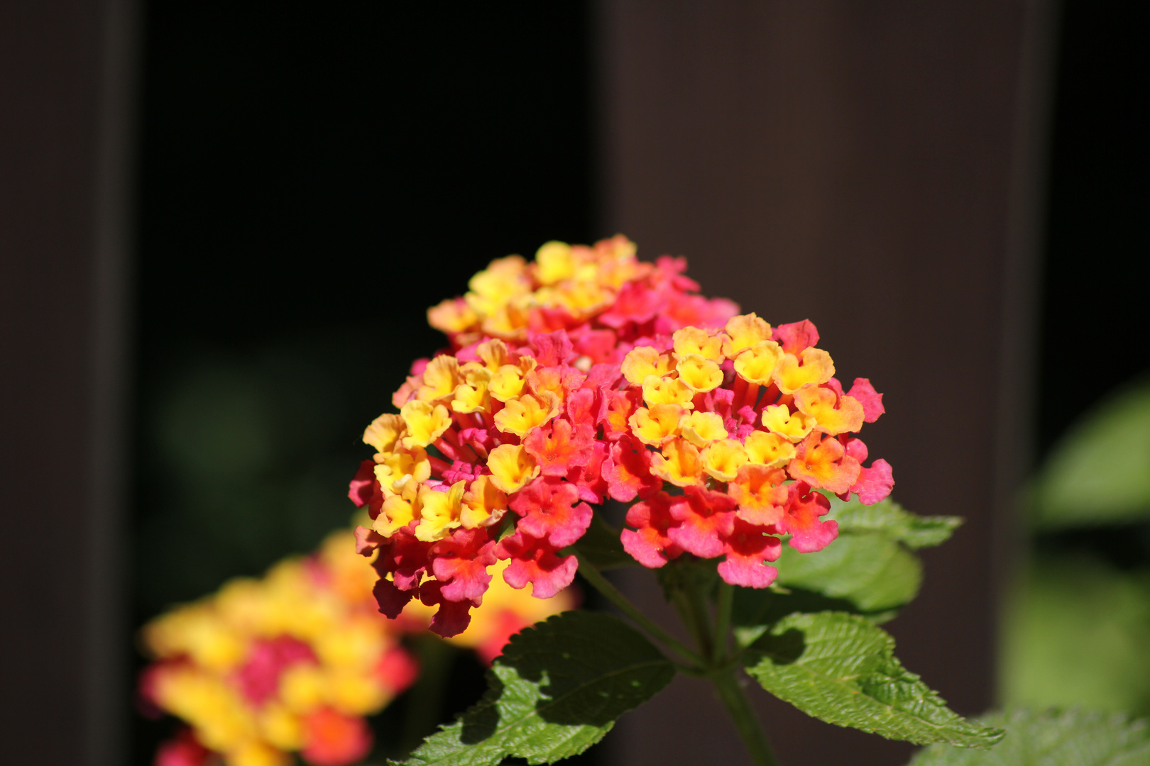 Lantana