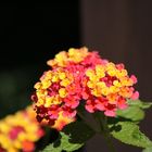 Lantana