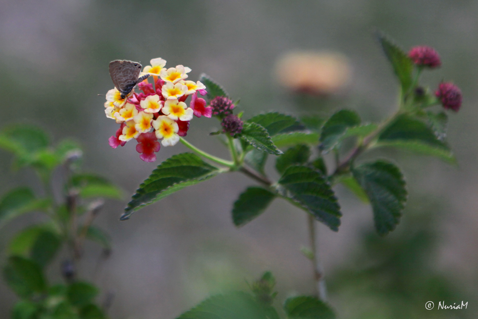 lantana