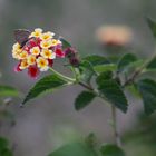 lantana