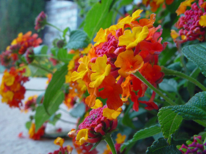 'lantana'