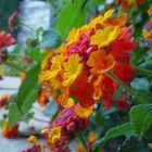 'lantana'