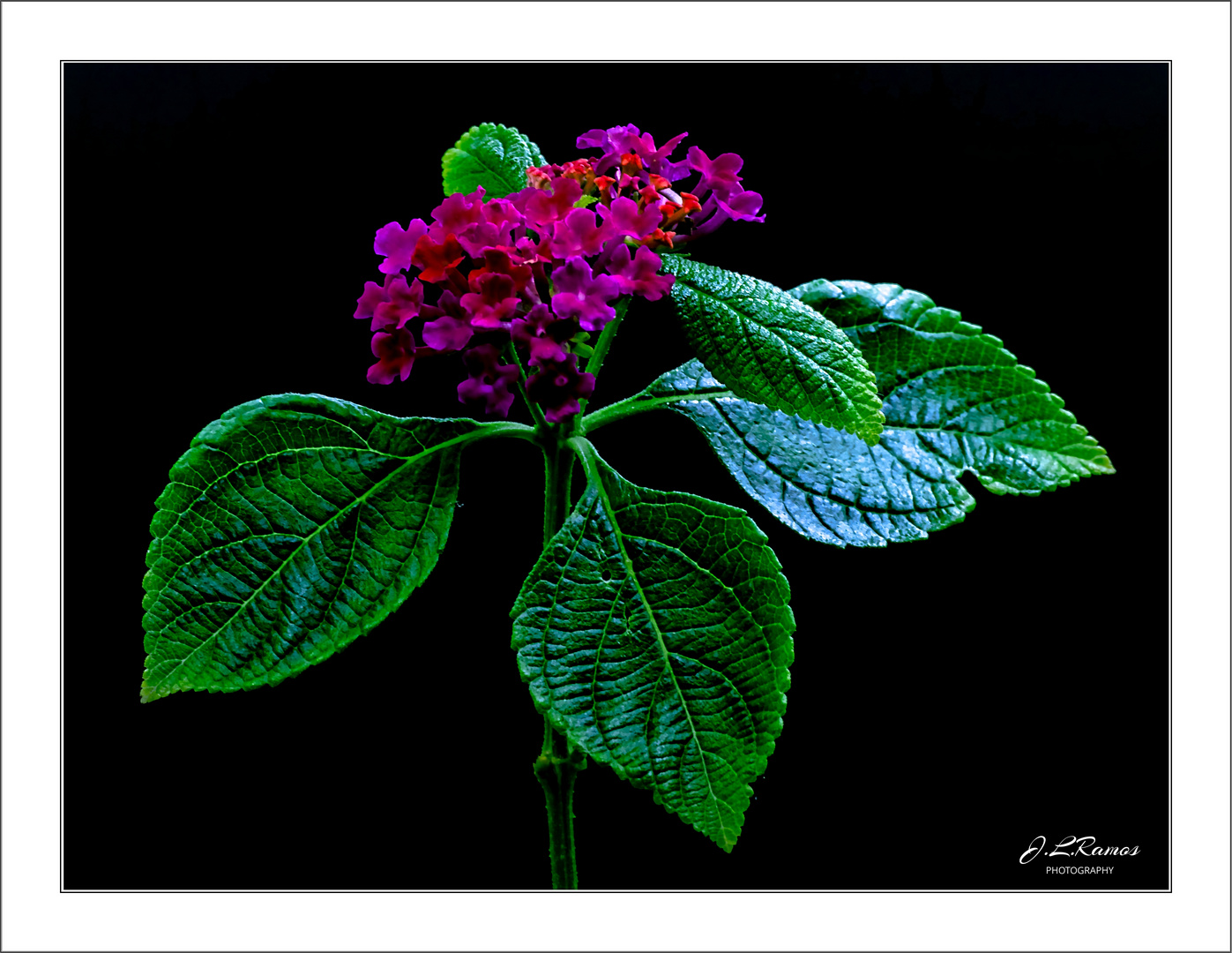 LANTANA ACULEATA 