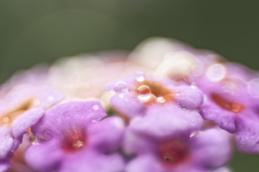 Lantana bubbles