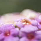 Lantana bubbles