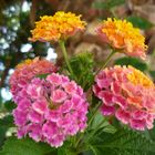 Lantana