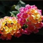 "Lantana camara"