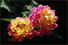 "Lantana camara"