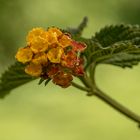 Lantana Camara 2