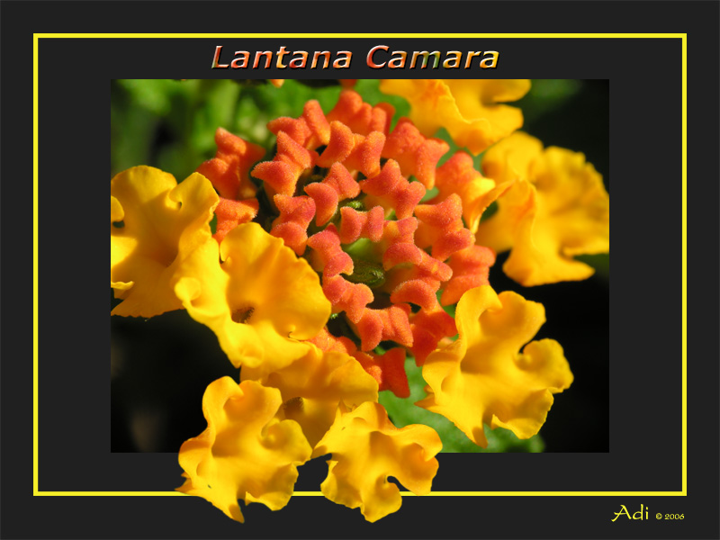 Lantana camara