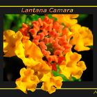 Lantana camara