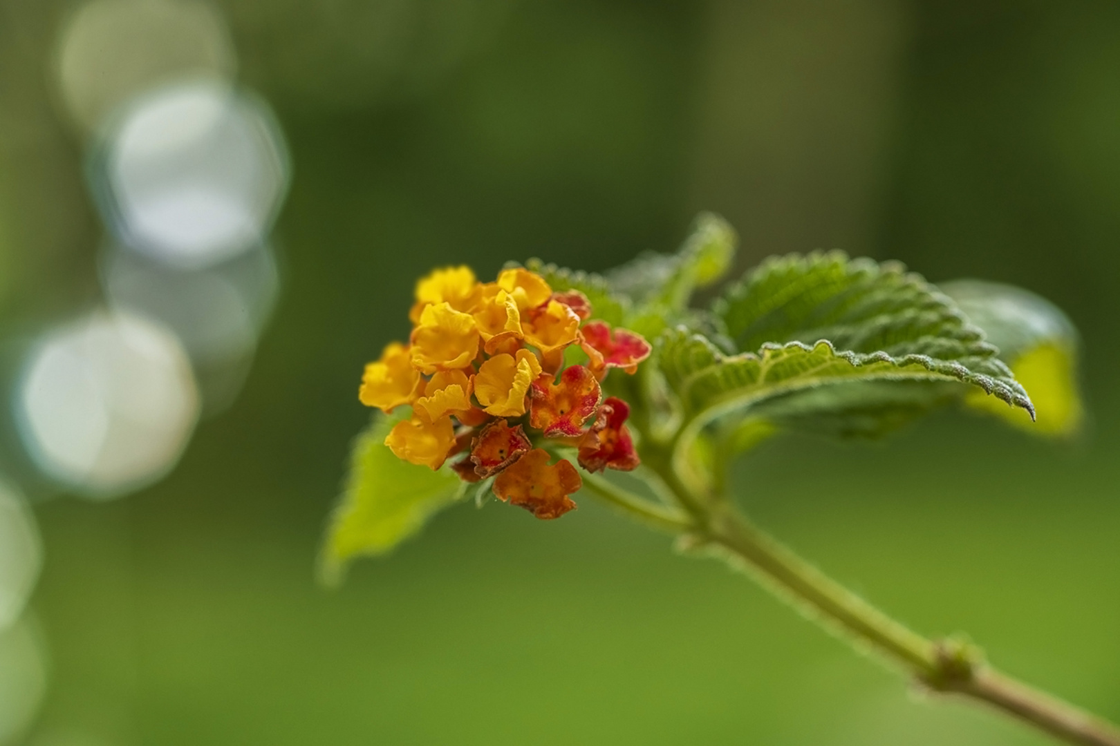 Lantana Camara