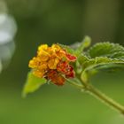 Lantana Camara