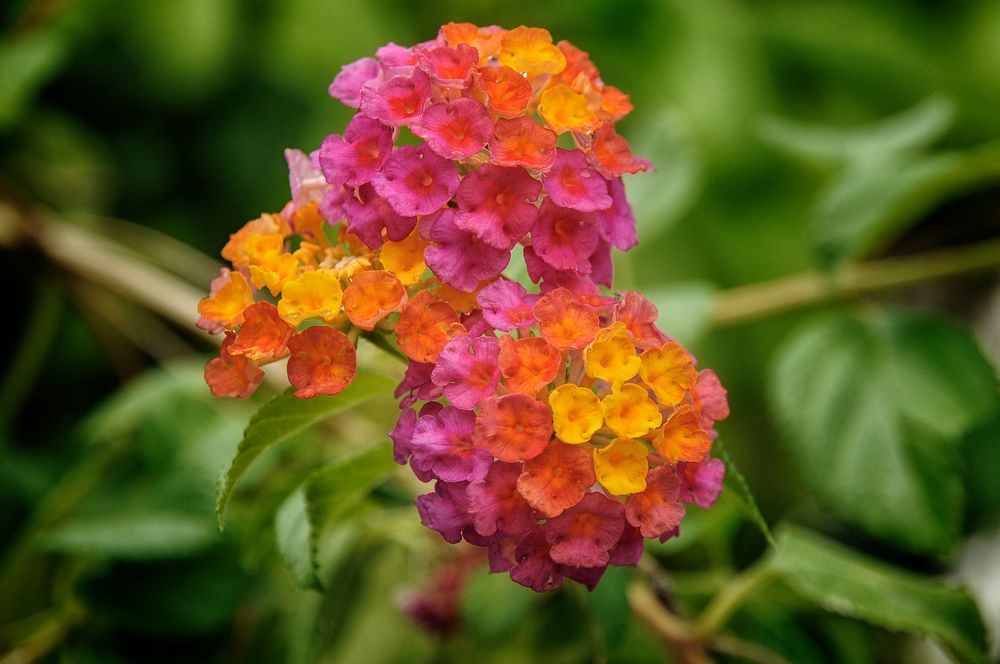 Lantana camara 'CALIPPO Tutti Frutti'(s) Wandelröschen