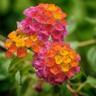 Lantana camara 'CALIPPO Tutti Frutti'(s) Wandelröschen