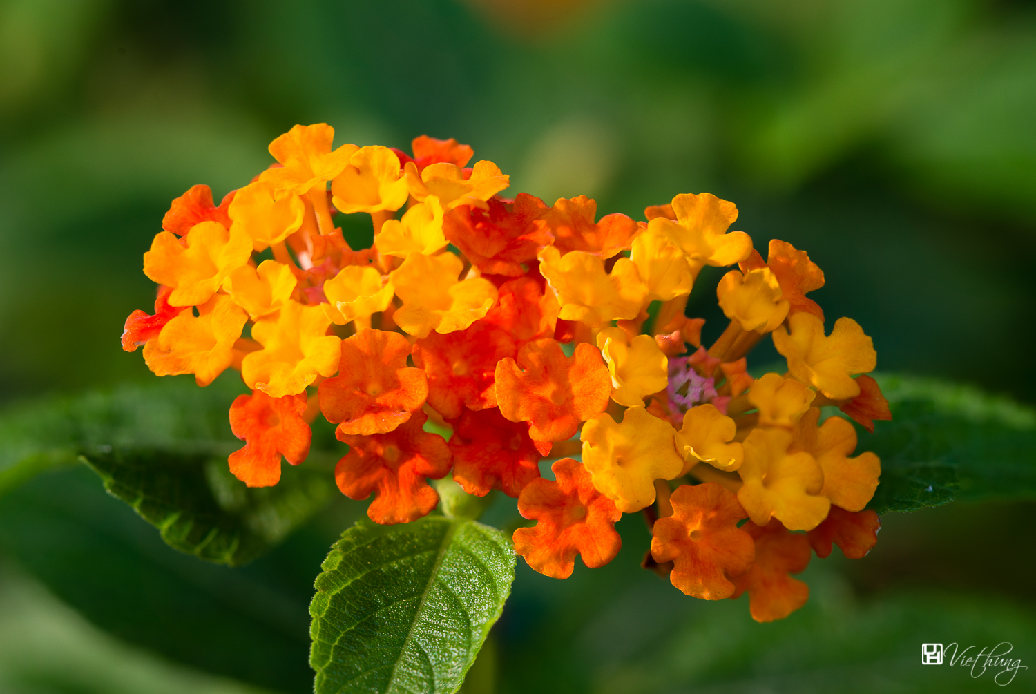 Lantana camara