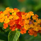 Lantana camara