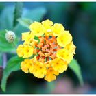 Lantana gialla