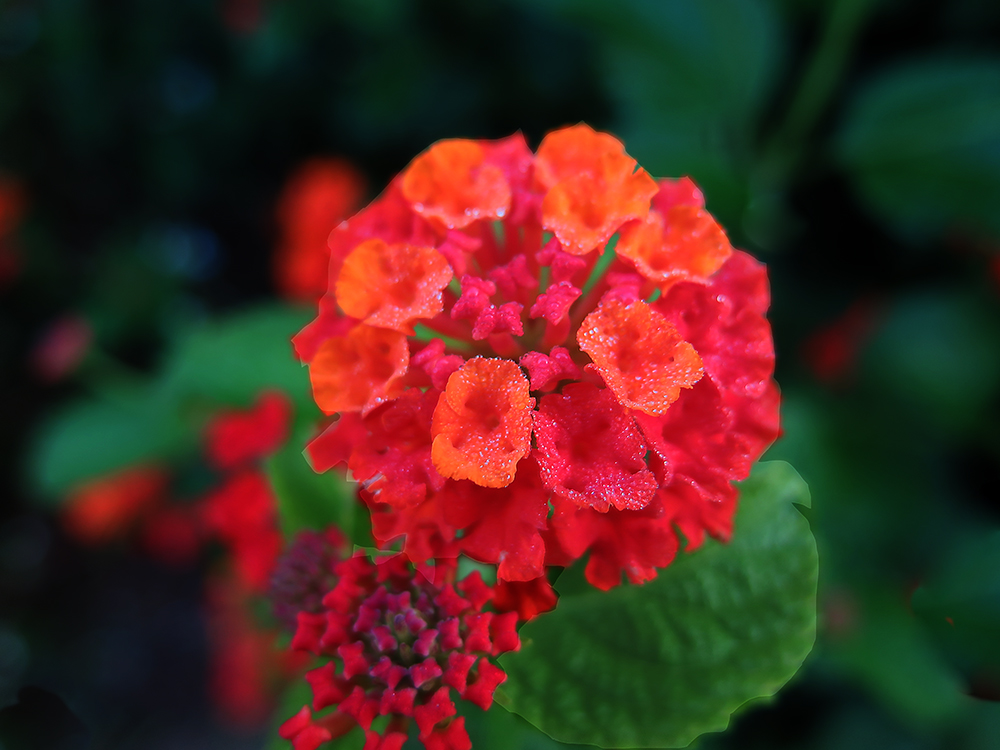 Lantana Roja