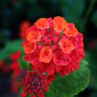 Lantana Roja