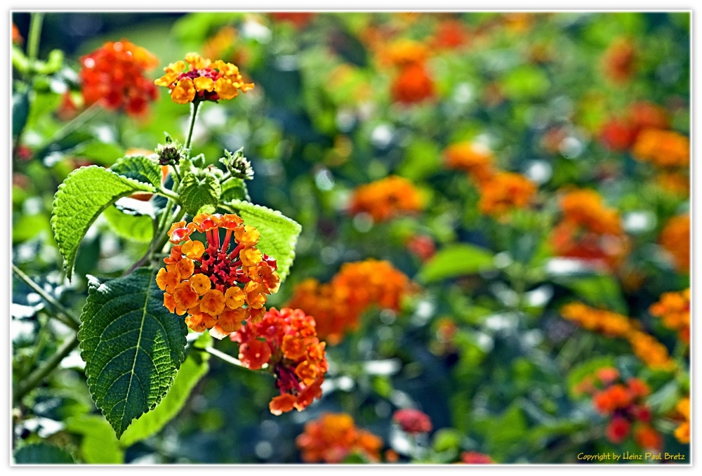 Lantana (Wandelröschen)