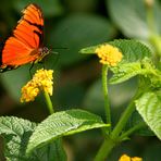 Lantanas amarillas