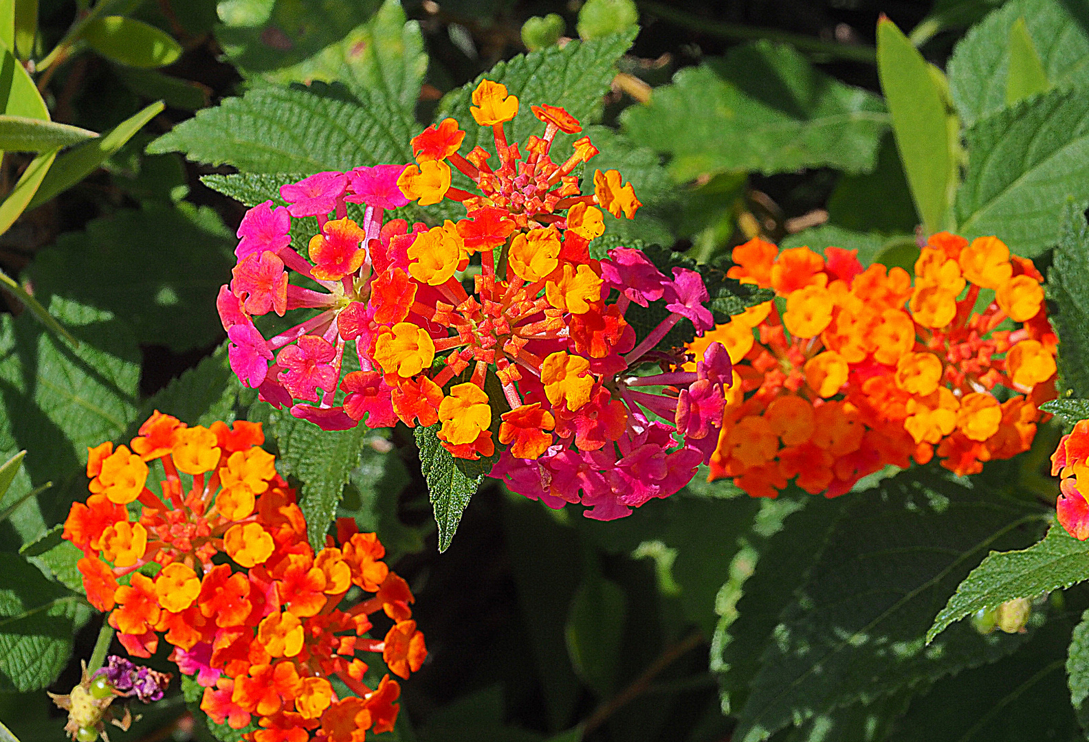 Lantanas