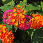 Lantanas