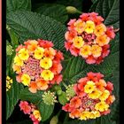 Lantanas I