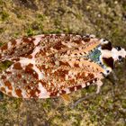 Lantern Bug oder Spitzkopfzikade (Phrictus xanthopterus)