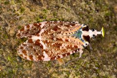 Lantern Bug oder Spitzkopfzikade (Phrictus xanthopterus)