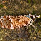 Lantern Bug oder Spitzkopfzikade (Phrictus xanthopterus)