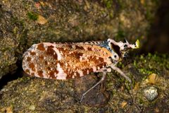 Lantern Bug oder Spitzkopfzikade (Phrictus xanthopterus)