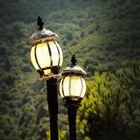 Lantern Corse