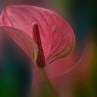 L'ANTHURIUM