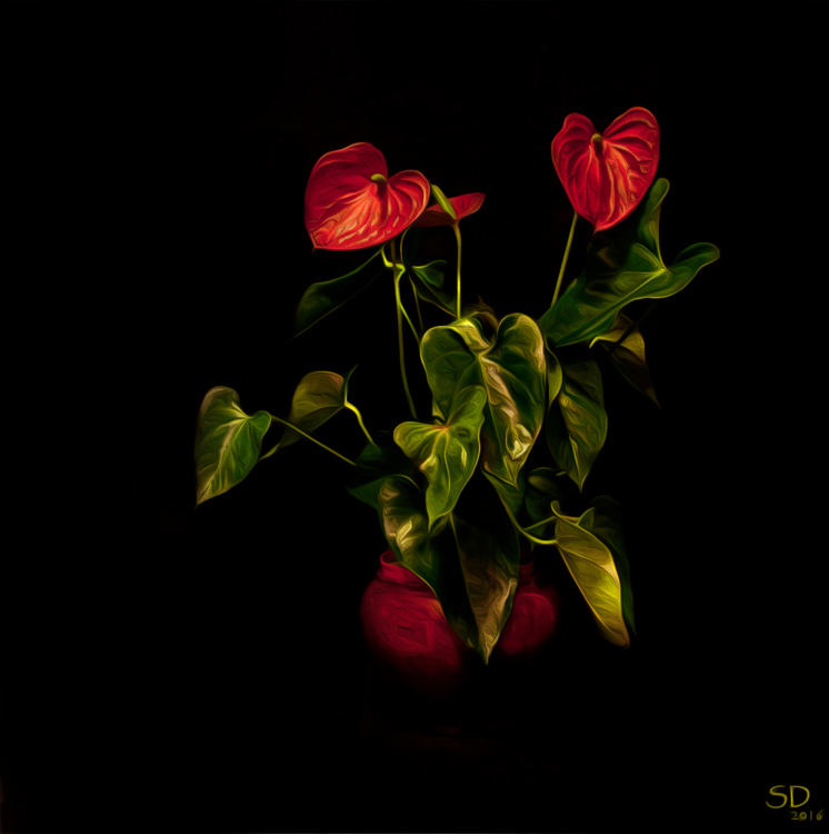 L'anthurium rouge 