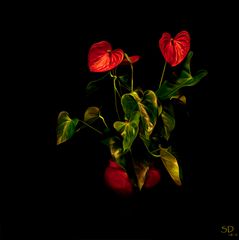 L'anthurium rouge 