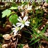 Lanz Photography of Art