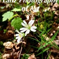 Lanz Photography of Art