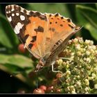 Lanza-Mariposa 2009