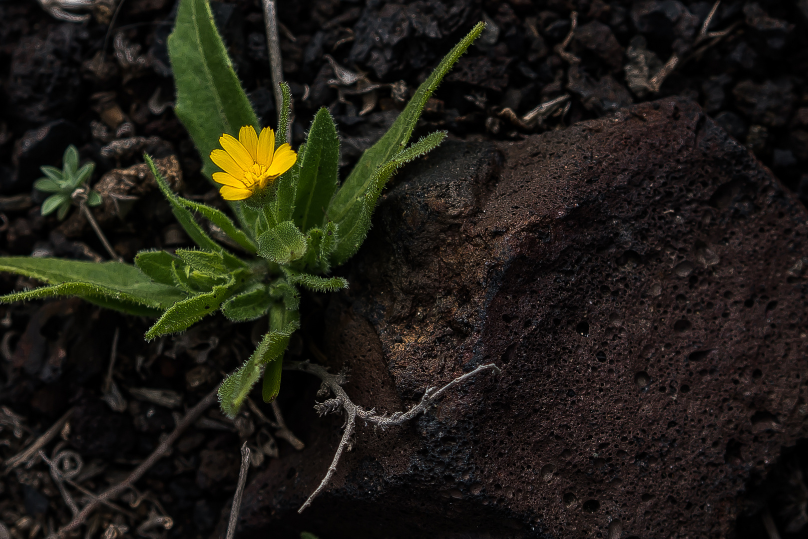 Lanzarote