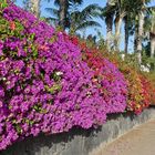 Lanzarote 2016 / Eine Hecke voller Blüten an der Playa Blanca