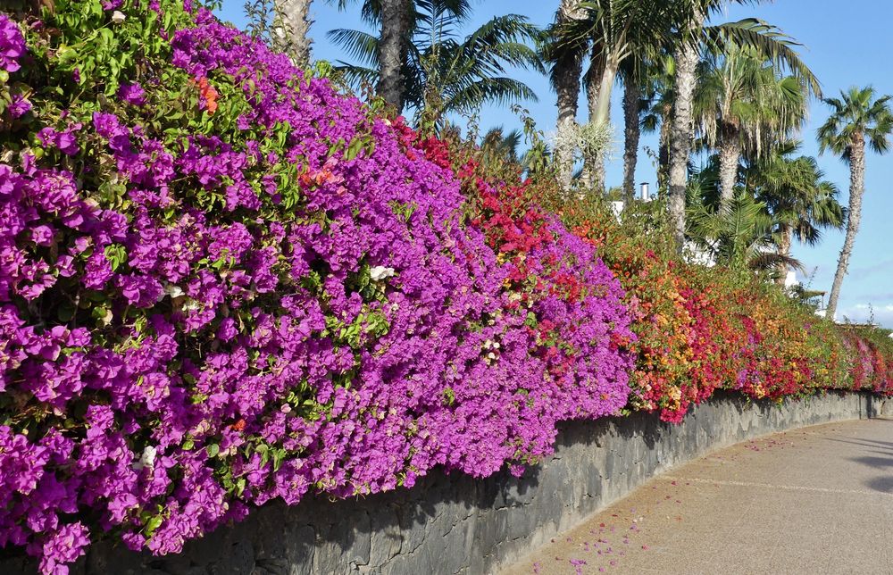 Lanzarote 2016 / Eine Hecke voller Blüten an der Playa Blanca