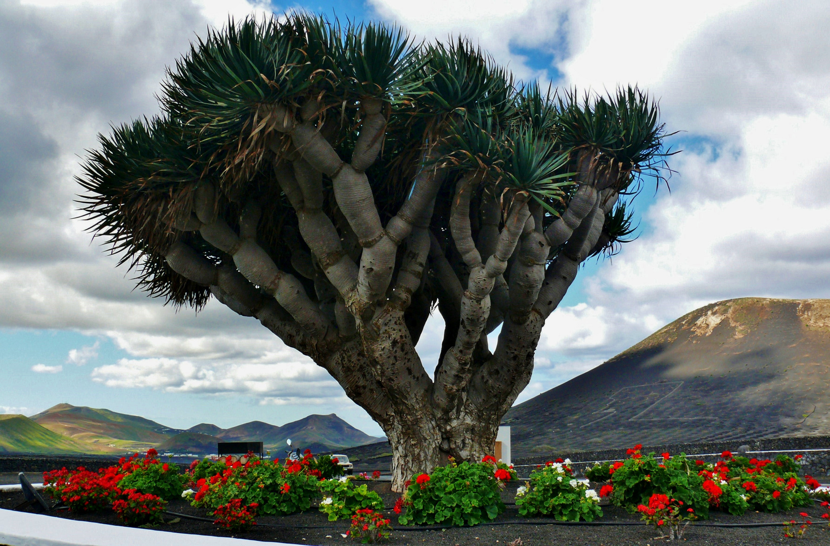 Lanzarote 2019 (14) - Prachtexemplar des Drachenbaums