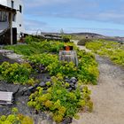 Lanzarote 2019 (19) - Dekorativer Garten