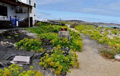 Lanzarote 2019 (19) - Dekorativer Garten