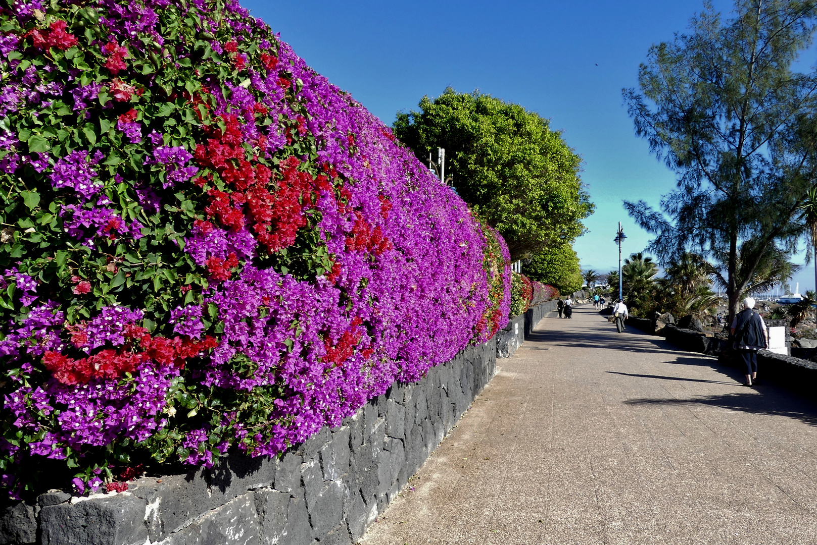 Lanzarote 2019 (3) - Blütenhecke an der Promenade der Playa Blanca