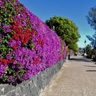 Lanzarote 2019 (3) - Blütenhecke an der Promenade der Playa Blanca