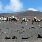 Lanzarote 2022 - Ein Ritt mit dem Kamel in die Feuerberge ...